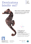denizati_640x905