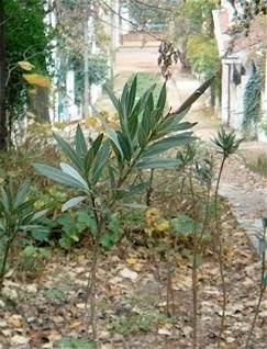 1233601_651361441555263_234935628_n