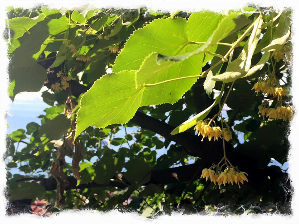 11424451_990261900998547_2371435163233239702_n