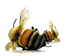 11695493_370273273171264_2134030930427415331_n