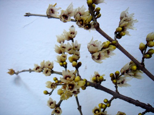 󾓯: Adı Cadı Kadın, “Japon fulyası / Chimonanthus praecox / Winter Sweet...", #Büyükada (18.1.2007). )O(