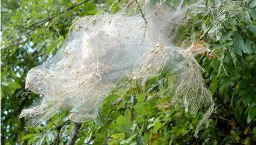 amerikan-beyaz-kelebek2