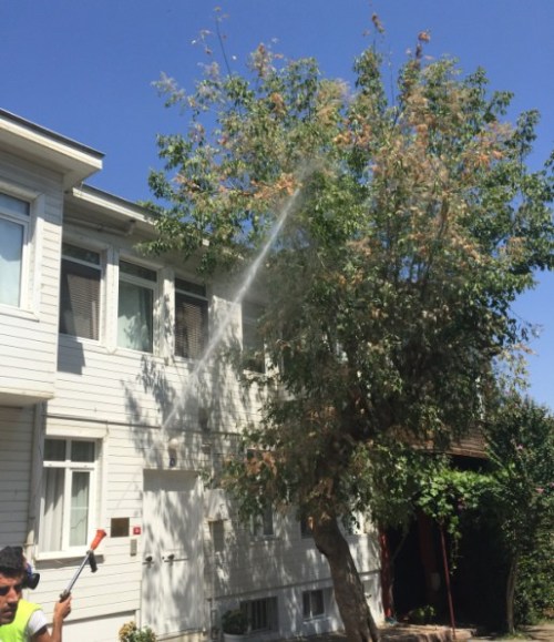 amerikan-beyaz-kelebek3