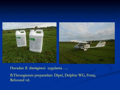 Fallwebworm-Hyphantria-cunea-Duzce-2014-2