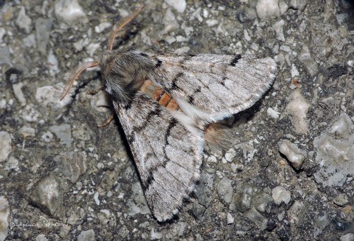 Thaumetopoea_pityocampa1