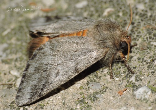 Thaumetopoea_pityocampa11