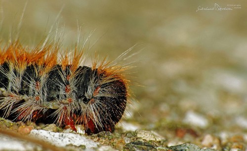 Thaumetopoea_pityocampa6